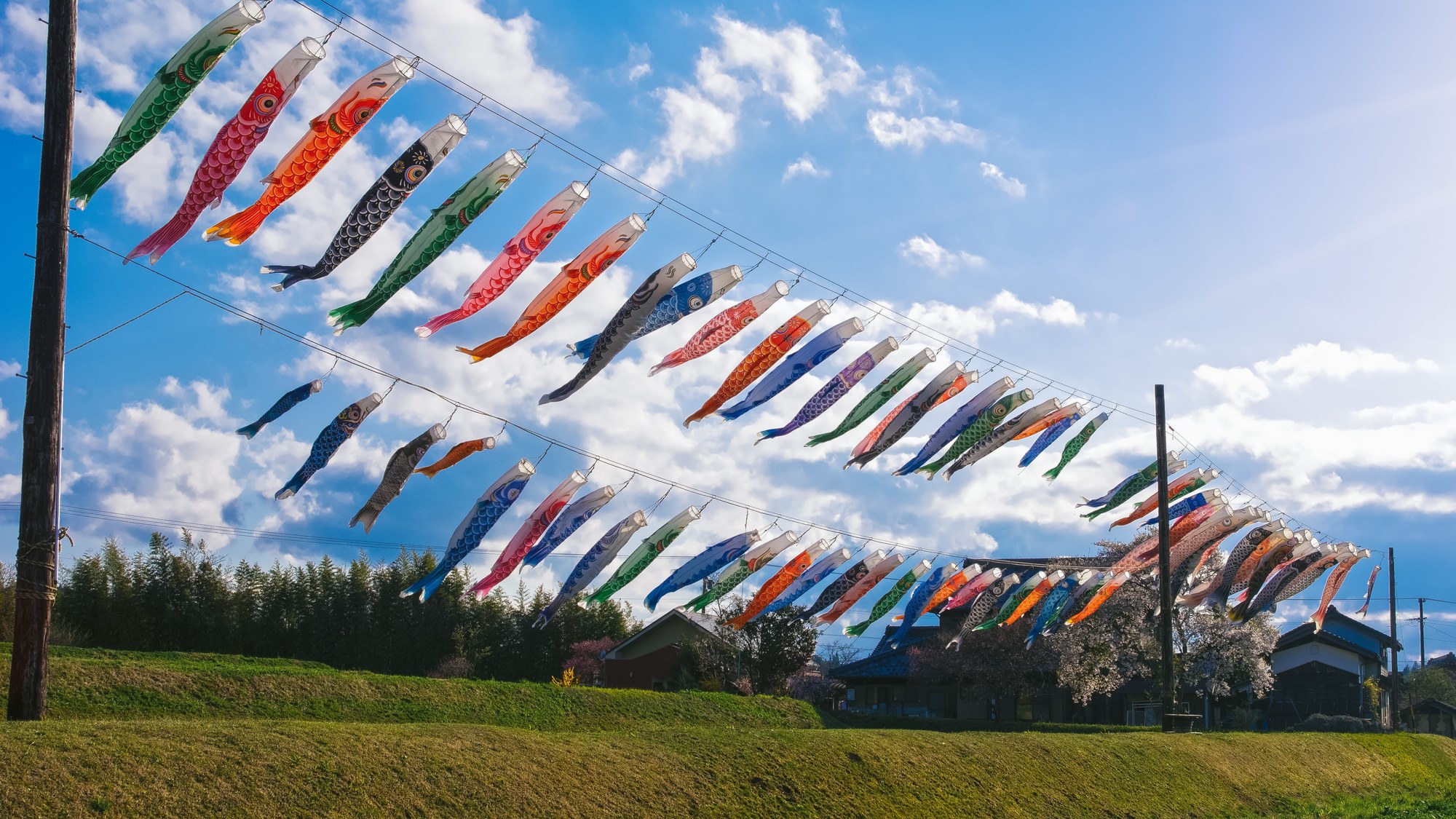 koinobori